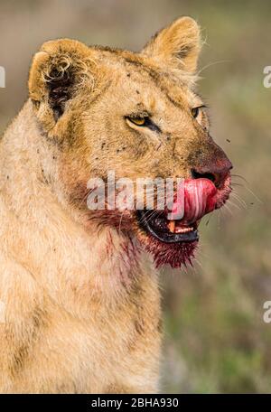 Löwin (Panthera leo) mit Blut am Mund, Ngorongoro Conservation Area, Tansania Stockfoto