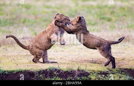 Löwenbabien (Panthera leo) kämpfen beim Spielen, Ngorongoro Conservation Area, Tansania Stockfoto