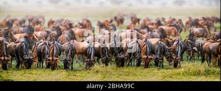 Große Herde von westlichen Weißbärtigen Gnus (Connochaetes taurinus mearnsi), Ngorongoro Conservation Area, Tansania Stockfoto