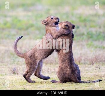 Löwenbabien (Panthera leo) kämpfen beim Spielen, Ngorongoro Conservation Area, Tansania Stockfoto