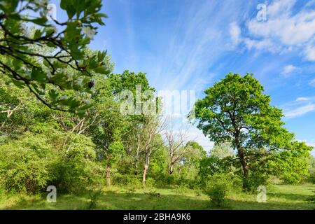 Wien, Wien: Donau-Auen Nationalpark, Lobau Gebiet im Jahr 22. Donaustadt, Wien, Österreich Stockfoto