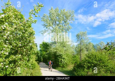 Wien, Wien: Donau-Auen Nationalpark, Lobau Gebiet im Jahr 22. Donaustadt, Wien, Österreich Stockfoto