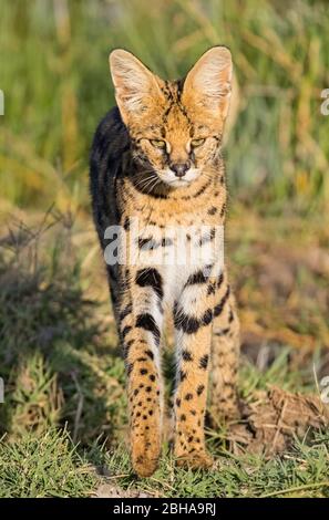 Serval (Leptailurus serval) Gehen Sie in Richtung Kamera, Ngorongoro Conservation Area, Tansania Stockfoto