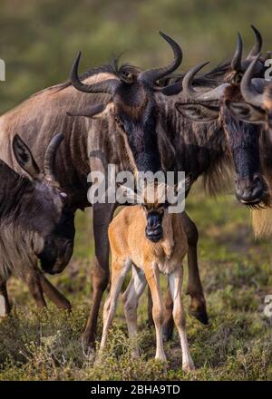 Westliche Weißbärtige Gnus (Connochaetes taurinus mearnsi) mit jungen, Ngorongoro Conservation Area, Tansania Stockfoto