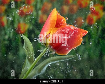 Tulpe mit Regentropfen Wasserspritzer Stockfoto