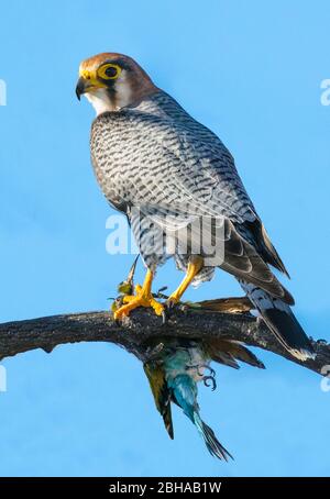 Nahaufnahme des Lanner Falcon (Falco biarmicus) Etosha National Park, Namibia, Afrika Stockfoto