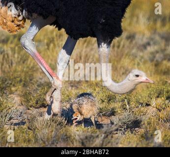 Nahaufnahme von adulten und kleinen Straußen (Struthio camelus), Kgalagadi Transfrontier Park, Namibia, Afrika Stockfoto