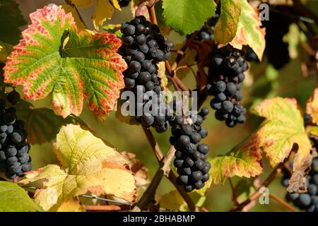 Weinlese, Weinberg auf dem Rotweinweg bei Mayschoss im Herbst, Mayschoss, Ahrtal, Eifel, Rheinland-Pfalz, Deutschland Stockfoto