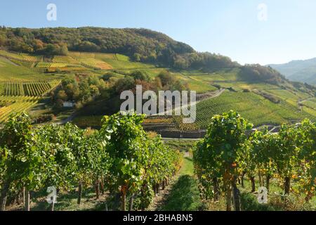 Blick vom Rotweinwanderweg bei Mayschoss ins Ahrtal, Mayschoss, Eifel, Rheinland-Pfalz, Deutschland Stockfoto