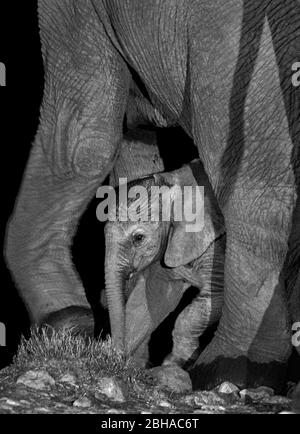 Nahaufnahme des kleinen Elefanten (Loxodonta) zwischen den Elternbeinen, Etosha Nationalpark, Namibia, Afrika Stockfoto