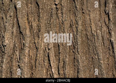 Eine trockene Baumrinde Textur und Hintergrund. Kreatives Relief der alten braunen Eichenrinde. Naturkonzept. Horizontales Foto eines Baumes vertikale Linien Rinkentext Stockfoto