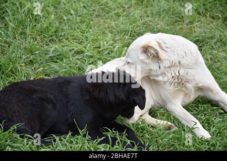 Zwei Hunde liegen auf dem Gras und genießen sich zusammen Stockfoto