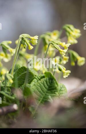 Blühender hoher Kuhunterschlupf am Straßenrand, primula elatior, auf Augenhöhe, Freizeit Stockfoto