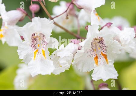 Blumen des Trompetenbaums Catalpa bignonioides, Makroaufnahme Stockfoto