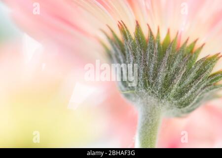 Details einer Gerbera Blossom, Gerbera Hybride, Barberton Daisy, Nahaufnahme Stockfoto