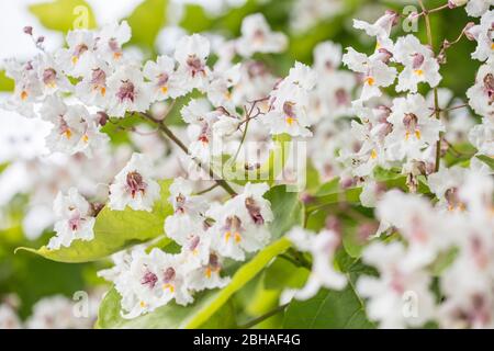 Blumen des Trompetenbaums Catalpa bignonioides, Makroaufnahme Stockfoto