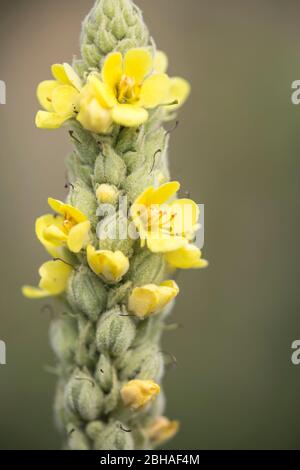 Offene Blüten der kleinblühenden Mülein, Verbascum thapsus, Kleinblüten-Mülein, Real Mülein, Marienkerze, Frauenkerze, Wollblume, Kleinblütiges Wollkraut, Himmelsbrand, Fackenkraut, Wetterkerze, Feldkerze, Brennkraut, Nahaufnahme, frei Stockfoto