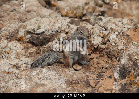 Ein Berbergrundhörnchen steht auf Montana Colorada auf Fuerteventura, der zweitgrößten der Kanarischen Inseln, im Mittelpunkt. Stockfoto