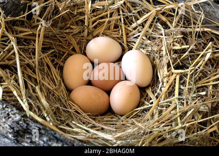 Gruppe von frischen Freilandeiern in einem Nest aus Stroh. Stockfoto