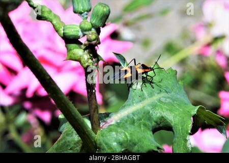 Ein Milk Assassin Bug ruht auf dem Blatt eines Rosenbusches. Stockfoto