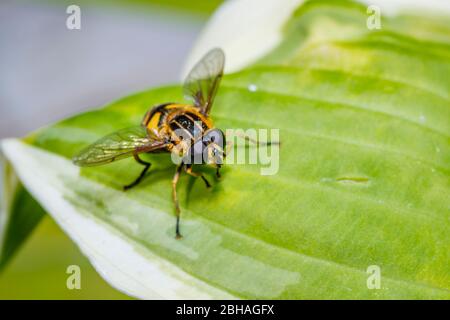 Eine Schwebfliege, oder Blumenfliege oder Syrphid fliegen, ein geflügeltes Insekt Kleintier in der Familie Syrphidae, in Ruhe auf einem Hosta Blatt in einem Garten in Surrey, Großbritannien Stockfoto