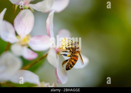 Minibeast: Eine Honigbiene, APIs mellifera, sammeln Nektar und Pollen aus den Staubgefäßen der weißen Apfelblüte im Frühjahr, Surrey Stockfoto