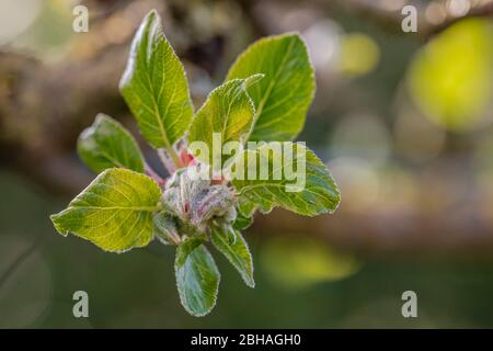 Apfelblüte, Knospen, Malus dornesticus Stockfoto