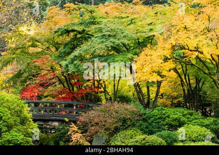 Bäume und Steg im Herbst im japanischen Garten, Portland, Oregon, USA Stockfoto