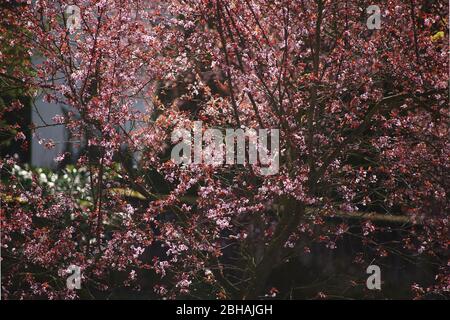 Die lichtdurchfluteten Pink Cherry Blossom Blütenblätter einer dekorativen Kirschbaum. Stockfoto