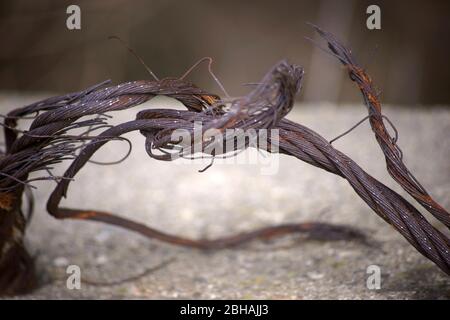 Gebrochener Draht eines Kettengliedzauns. Stockfoto