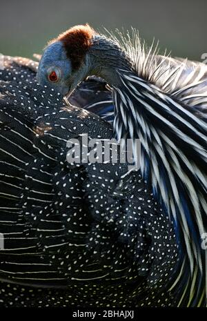 Geier-Guinea-Geflügel (Acryllium vulturinum), Präening, gefangen, Deutschland Stockfoto