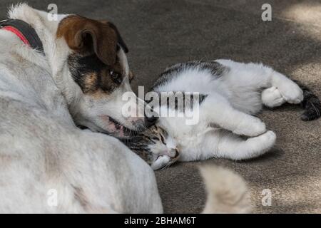 Asien, Volksrepublik China, Ostchina, Provinz Zhejiang, Hangzhou, Tierfreunde Stockfoto