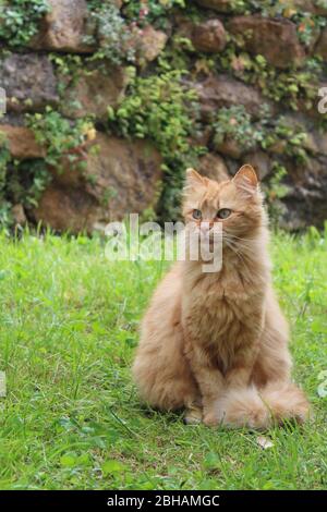 Flauschige Ingwerkatze im Garten Stockfoto
