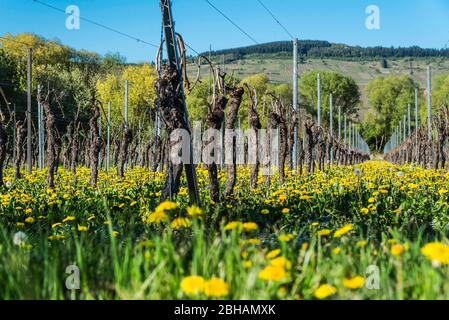 Weinberg an der Mosel im Frühjahr aus der Wurmperspektive mit blühendem Löwenzahn Stockfoto