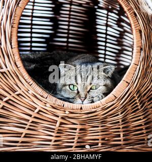 Liegende Katze in einem Weidenkorb Stockfoto