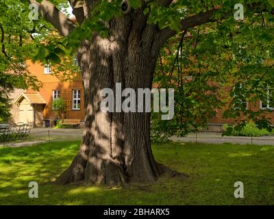 Europa, Deutschland, Sachsen-Anhalt, Ilsenburg, Stift Drübeck, Benediktinerkloster St. Veit, 10. Jahrhundert, alte Linde im Klosterhof Stockfoto