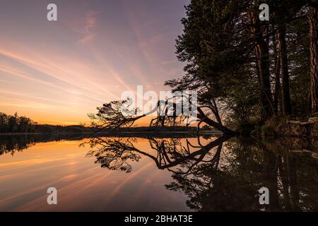 Eine niedrig wachsende Kiefer spiegelt sich nach Sonnenuntergang am Ufer des großen Ostersees bei Iffeldorf im Wasser wider. Stockfoto