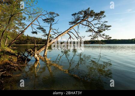 Zwei Bäume am Ufer des Großen Ostersees bei Iffeldorf, die sich aneinander lehnen. Stockfoto