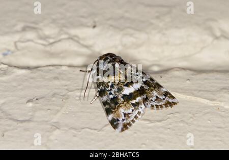 Motte der Geometer Mottenfamilie, Ennominae indet, Cleora cf determinata, Kinabalu Nationalpark, Sabah, Borneo, Malaysia Stockfoto