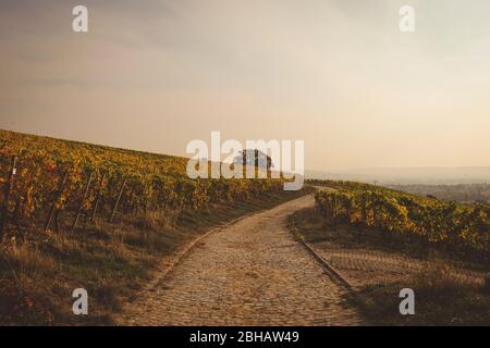 Rheingau im Herbst: Weg durch den Weinberg Stockfoto