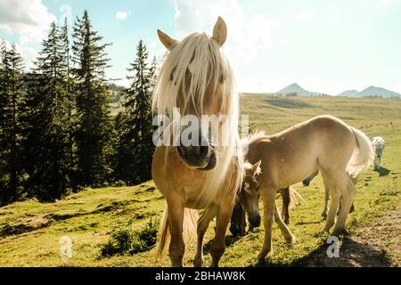 Halb wilde Pferde auf einer Alm Stockfoto