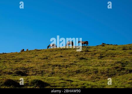 Halb wilde Pferde auf einer Alm Stockfoto