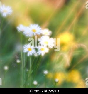 Wilde margueritblüten mit weichem Fokus-Effekt Stockfoto