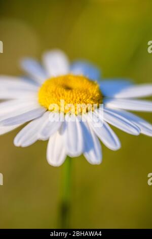 Nahaufnahme Gänseblümchen Stockfoto