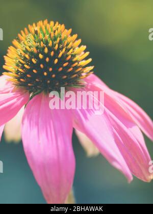 Nahaufnahme Echinacea Blume rosa Stockfoto