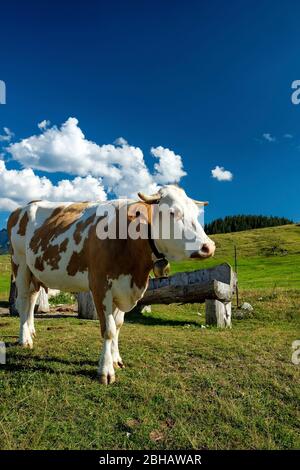 Glückliche Kuh auf einer Weide Stockfoto