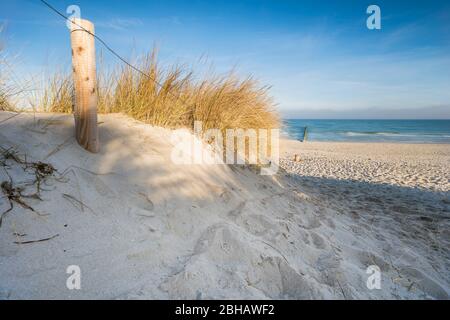 Ostsee mit goldgelbem Strandrasen im Sonnenlicht Stockfoto