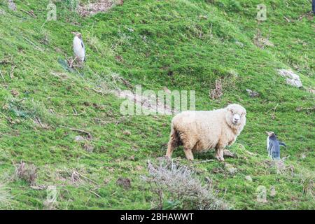 Schafe treffen auf Gelbäugigen Pinguin (Megadyptes Antipodes), Otago, Südinsel, Neuseeland, Stockfoto