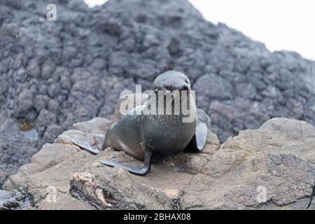 Neuseeland Pelzrobbenjunge (Arctocephalus forsteri), Otago-Halbinsel, Südinsel, Otago, Neuseeland, Stockfoto