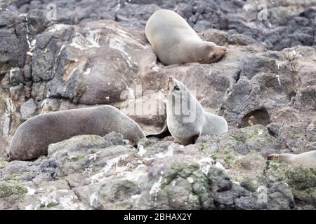 Neuseeland Pelzrobben (Arctocephalus forsteri), Otago-Halbinsel, Otago, Südinsel, Neuseeland, Stockfoto